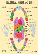 歯と臓器および経路との相関（高輪クリニック資料）